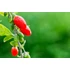 Kép 4/4 - Goji 100% Gyümölcslé + Szálas Goji LevélTea